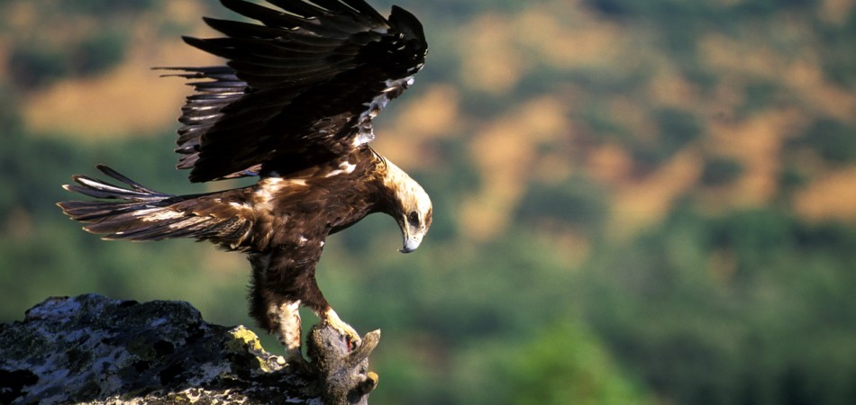 aguila imperial